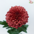 Chrysanthemum Ping Pong Disbud - Dark Red (12 Stems)-Red-Malaysia-prflorist.com.my