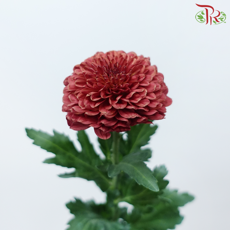 Chrysanthemum Ping Pong Disbud - Dark Red (12 Stems)-Red-Malaysia-prflorist.com.my