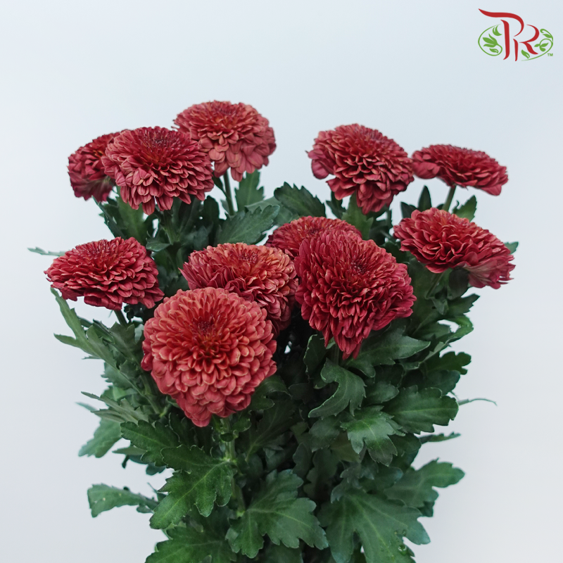 Chrysanthemum Ping Pong Disbud - Dark Red (12 Stems)-Red-Malaysia-prflorist.com.my