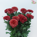 Chrysanthemum Ping Pong Disbud - Dark Red (12 Stems)-Red-Malaysia-prflorist.com.my