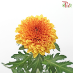 Chrysanthemum Ping Pong Disbud - Gold (12 Stems)-Brown-Malaysia-prflorist.com.my