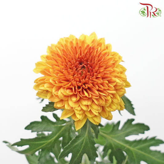 Chrysanthemum Ping Pong Disbud - Gold (12 Stems)-Brown-Malaysia-prflorist.com.my