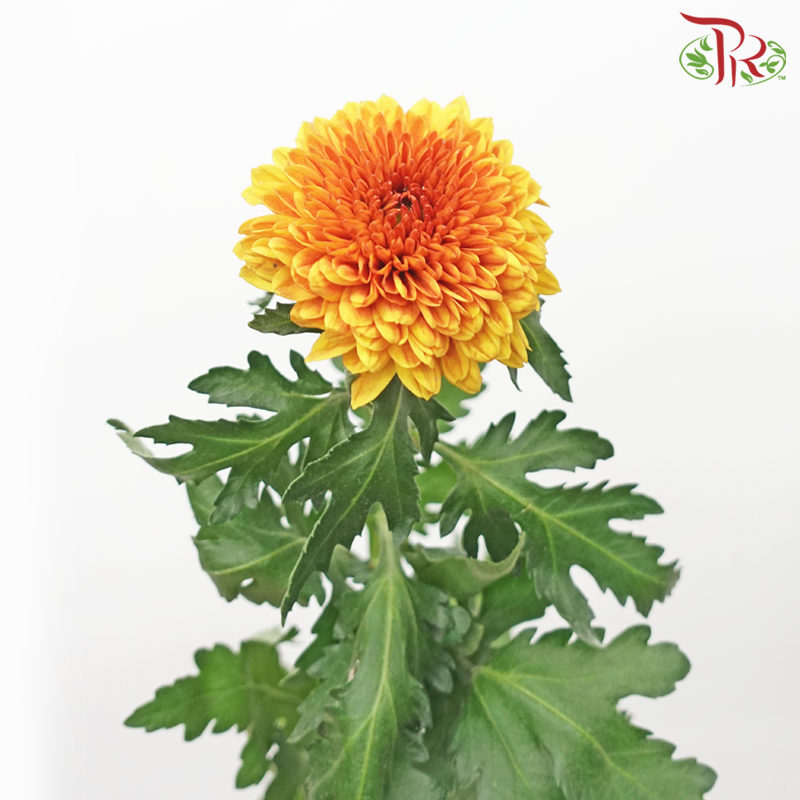 Chrysanthemum Ping Pong Disbud - Gold (12 Stems)-Brown-Malaysia-prflorist.com.my