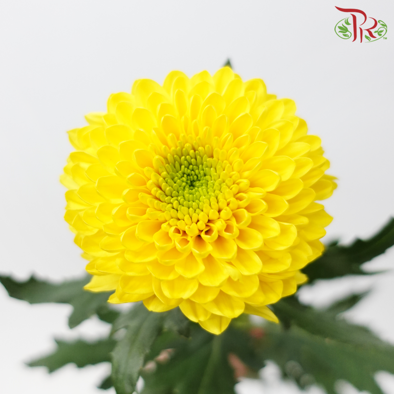Chrysanthemum Ping Pong Disbud - Yellow With Green Heart (12 Stems)-Yellow-Malaysia-prflorist.com.my
