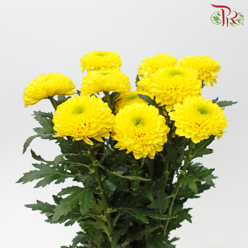 Chrysanthemum Ping Pong Disbud - Yellow With Green Heart (12 Stems)-Yellow-Malaysia-prflorist.com.my