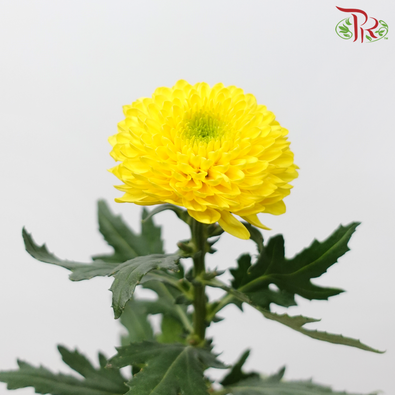 Chrysanthemum Ping Pong Disbud - Yellow With Green Heart (12 Stems)-Yellow-Malaysia-prflorist.com.my