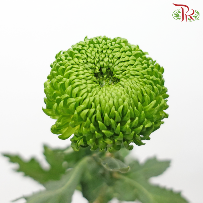 Chrysanthemum Ping Pong - Green (12 Stems)-Green-Malaysia-prflorist.com.my