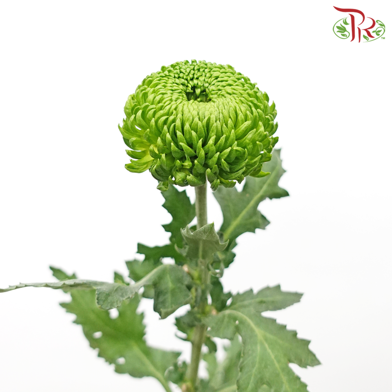 Chrysanthemum Ping Pong - Green (12 Stems)-Green-Malaysia-prflorist.com.my