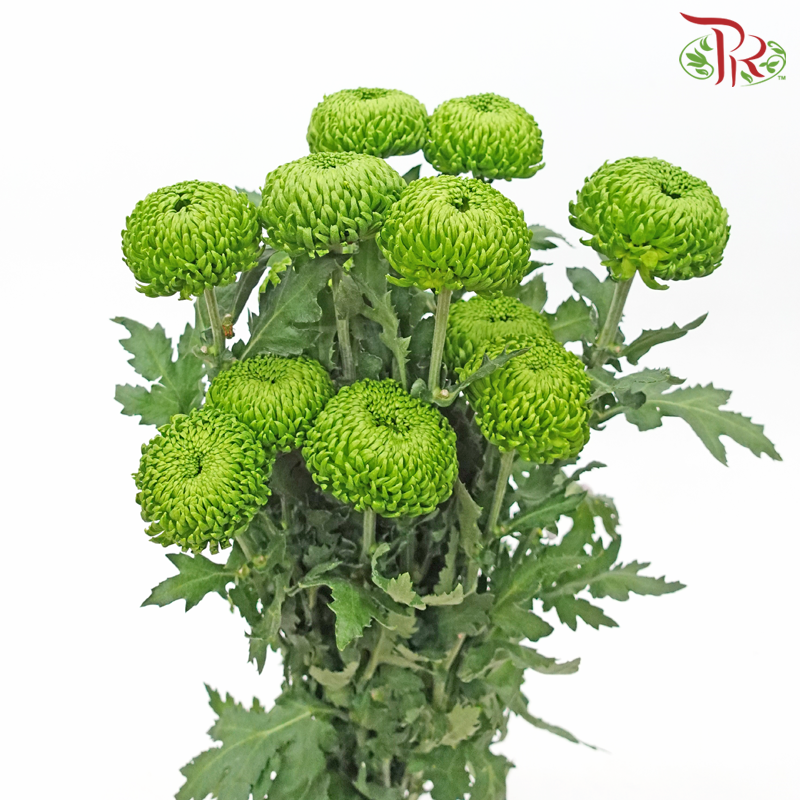 Chrysanthemum Ping Pong - Green (12 Stems)-Green-Malaysia-prflorist.com.my