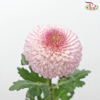 Chrysanthemum Ping Pong - Light Pink (12 Stems)-Light Pink-Malaysia-prflorist.com.my