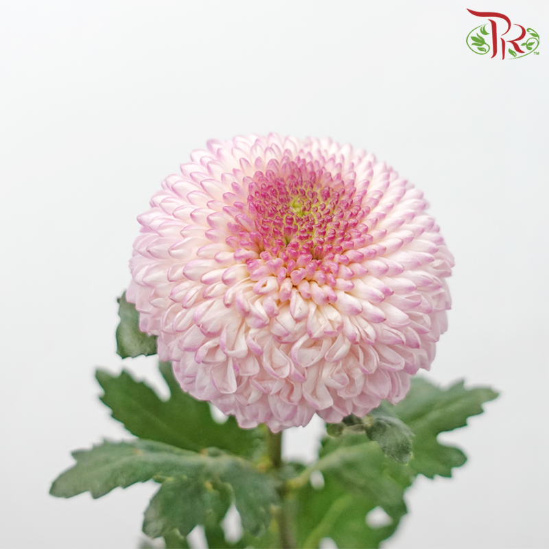 Chrysanthemum Ping Pong - Light Pink (12 Stems)-Light Pink-Malaysia-prflorist.com.my