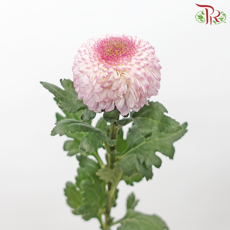 Chrysanthemum Ping Pong - Light Pink (12 Stems)-Light Pink-Malaysia-prflorist.com.my