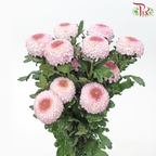 Chrysanthemum Ping Pong - Light Pink (12 Stems)-Light Pink-Malaysia-prflorist.com.my