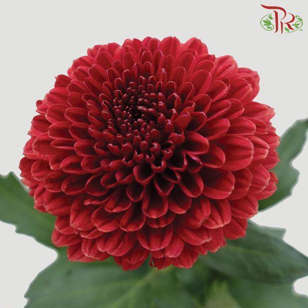 Chrysanthemum Ping Pong - Maroon (12 Stems)-Maroon-Malaysia-prflorist.com.my