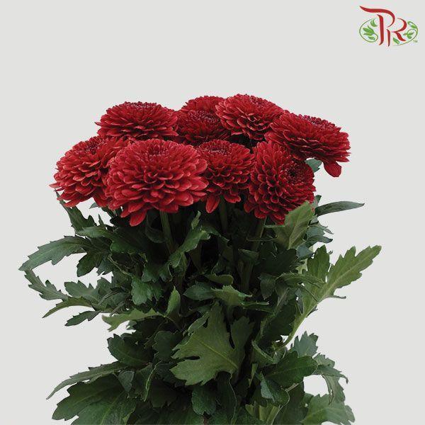 Chrysanthemum Ping Pong - Maroon (12 Stems)-Maroon-Malaysia-prflorist.com.my