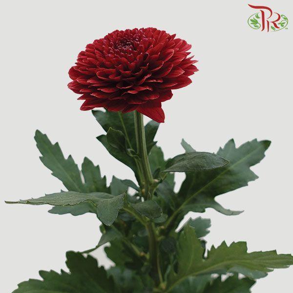 Chrysanthemum Ping Pong - Maroon (12 Stems)-Maroon-Malaysia-prflorist.com.my