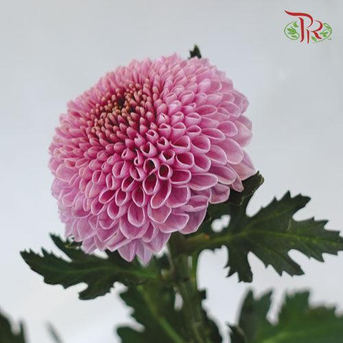 Chrysanthemum - Ping Pong Pink (12 Stems)-Pink-Malaysia-prflorist.com.my