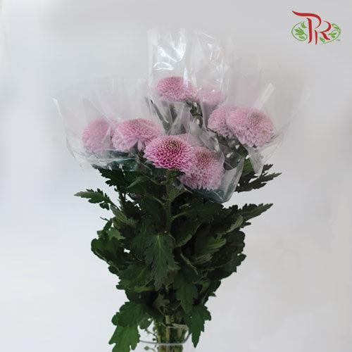 Chrysanthemum - Ping Pong Pink (12 Stems)-Pink-Malaysia-prflorist.com.my