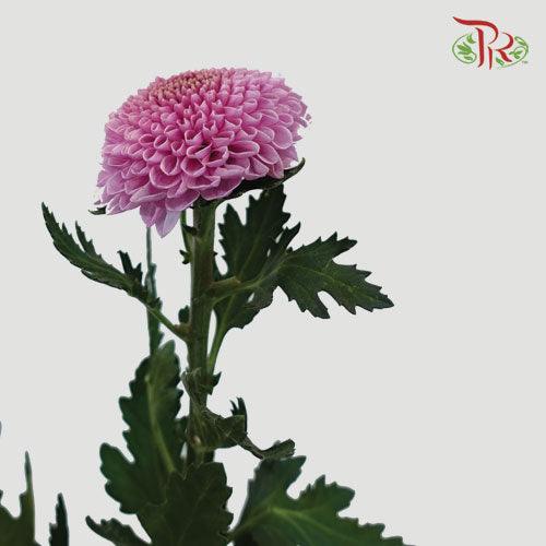 Chrysanthemum - Ping Pong Pink (12 Stems)-Pink-Malaysia-prflorist.com.my