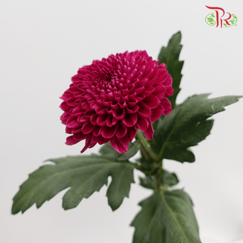 Chrysanthemum Ping Pong - Purple (12 Stems)-Purple-Malaysia-prflorist.com.my