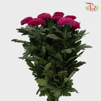Chrysanthemum Ping Pong - Purple (12 Stems)-Purple-Malaysia-prflorist.com.my