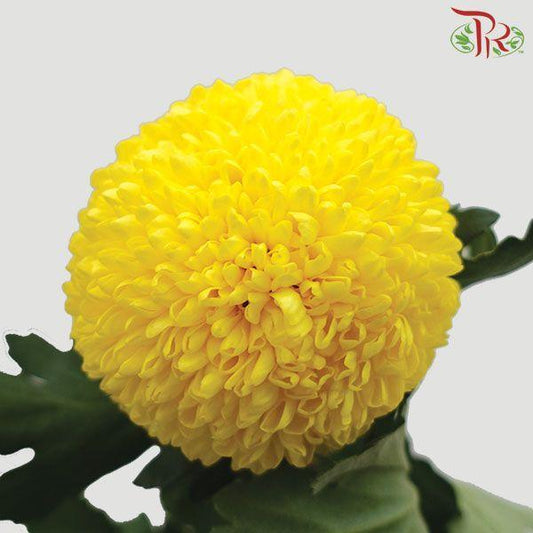 Chrysanthemum Ping Pong - Yellow (12 Stems)-Yellow-Malaysia-prflorist.com.my
