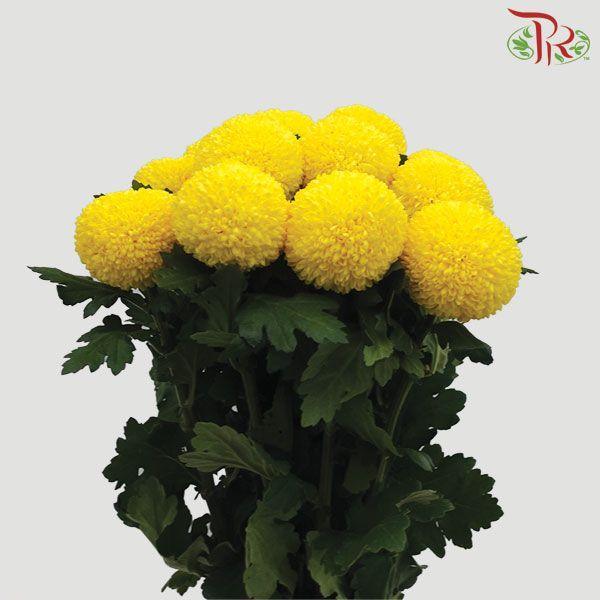 Chrysanthemum Ping Pong - Yellow (12 Stems)-Yellow-Malaysia-prflorist.com.my