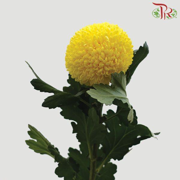 Chrysanthemum Ping Pong - Yellow (12 Stems)-Yellow-Malaysia-prflorist.com.my