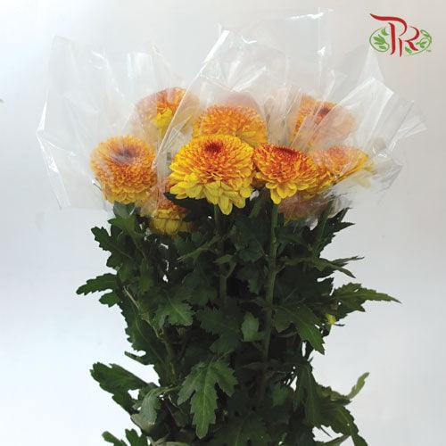 Chrysanthemum Ping Pong - Yellow Tone (12 Stems)-Yellow-Malaysia-prflorist.com.my
