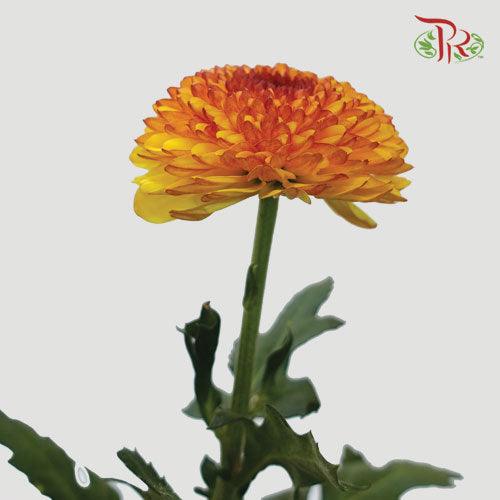 Chrysanthemum Ping Pong - Yellow Tone (12 Stems)-Yellow-Malaysia-prflorist.com.my