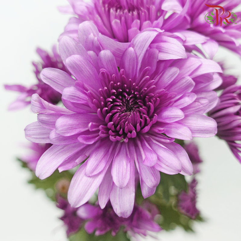 Chrysanthemum Pompom - Amiko Purple (12 Stems)-Purple-Malaysia-prflorist.com.my