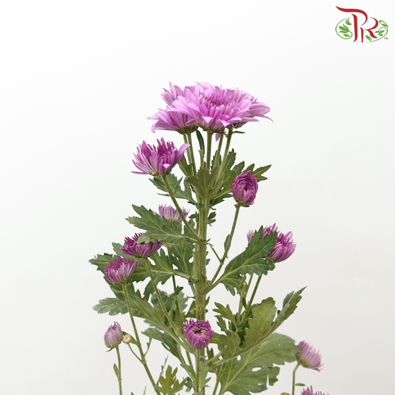 Chrysanthemum Pompom - Amiko Purple (12 Stems)-Purple-Malaysia-prflorist.com.my