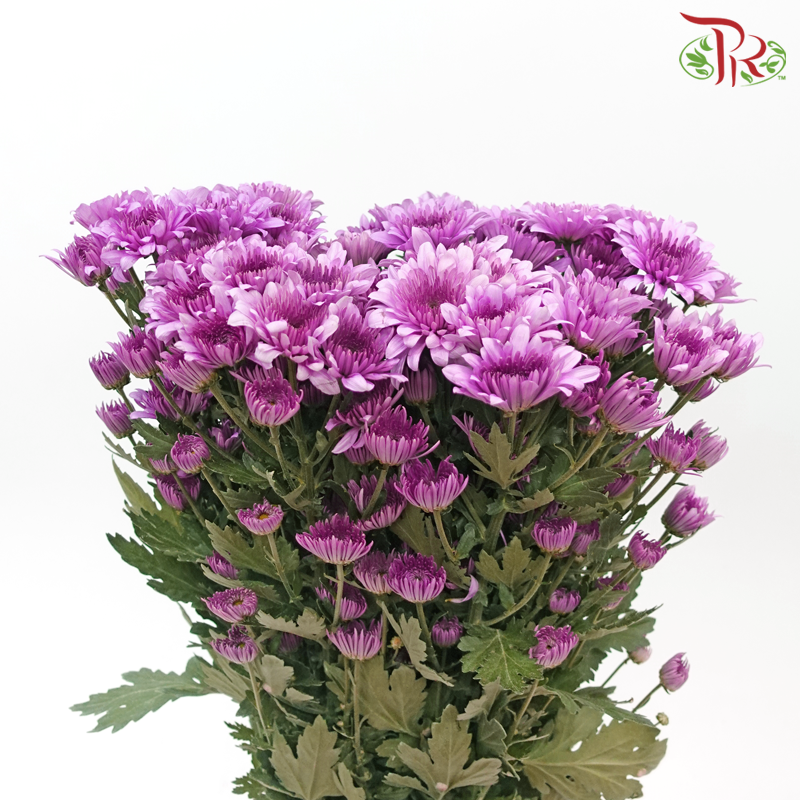 Chrysanthemum Pompom - Amiko Purple (12 Stems)-Purple-Malaysia-prflorist.com.my