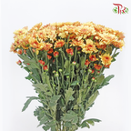 Chrysanthemum Pompom - Baltica Brown (12 Stems)-Brown-Malaysia-prflorist.com.my
