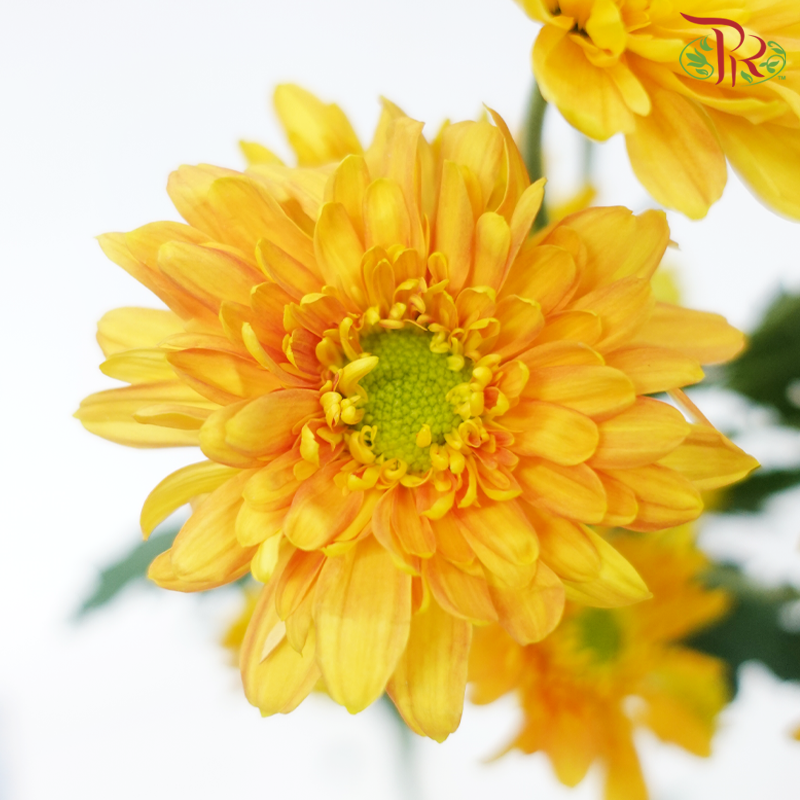 Chrysanthemum Pompom - Baltica Gold (12 Stems)-Gold-Malaysia-prflorist.com.my