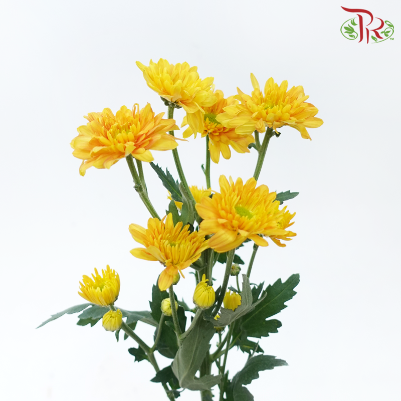 Chrysanthemum Pompom - Baltica Gold (12 Stems)-Gold-Malaysia-prflorist.com.my