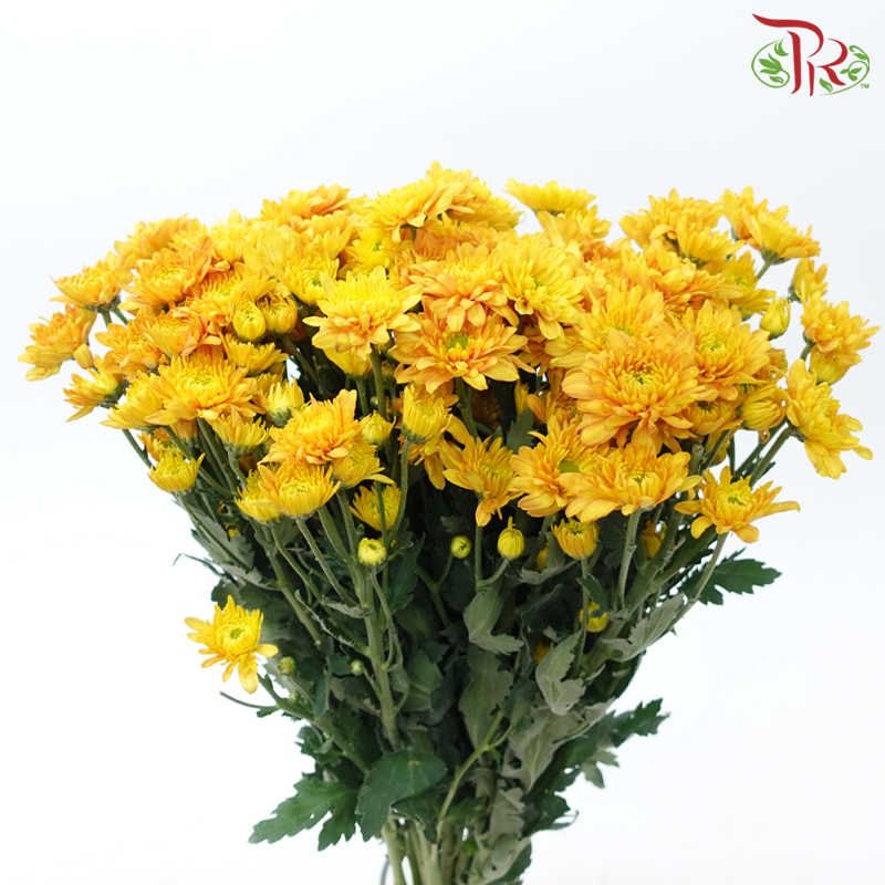 Chrysanthemum Pompom - Baltica Gold (12 Stems)-Gold-Malaysia-prflorist.com.my