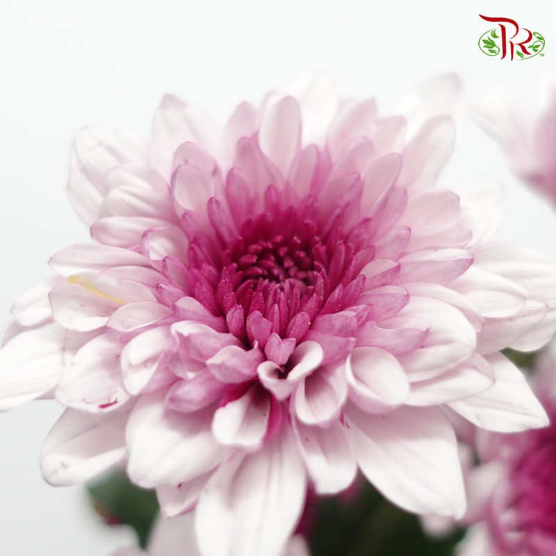 Chrysanthemum Pompom - Baltica Purple (12 Stems)-Purple-Malaysia-prflorist.com.my