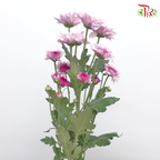 Chrysanthemum Pompom - Baltica Purple (12 Stems)-Purple-Malaysia-prflorist.com.my