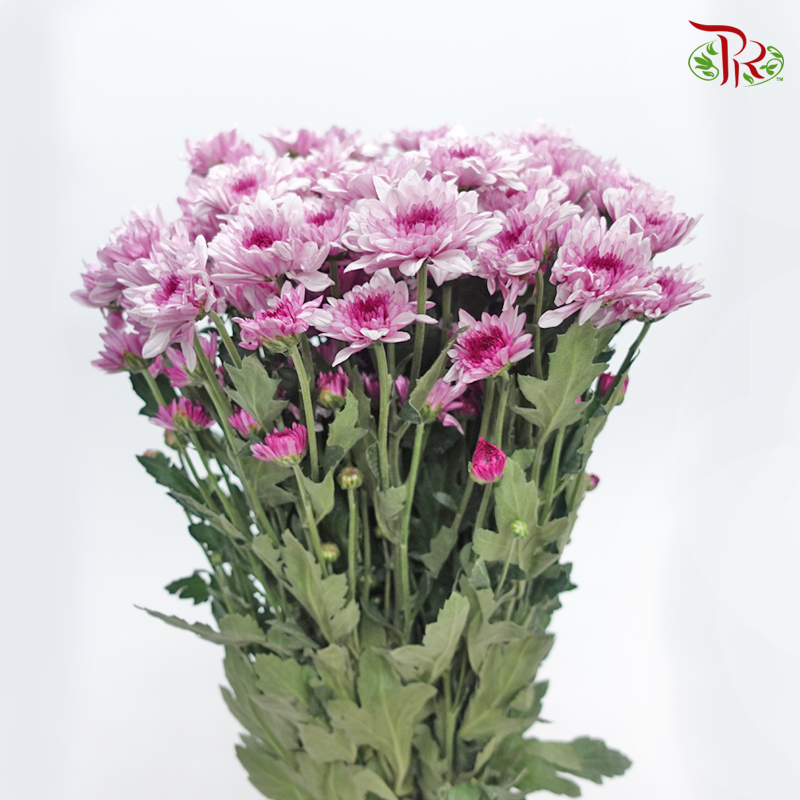 Chrysanthemum Pompom - Baltica Purple (12 Stems)-Purple-Malaysia-prflorist.com.my