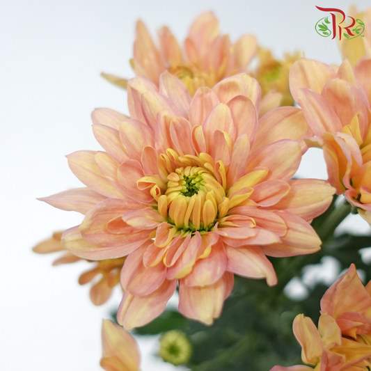 Chrysanthemum Pompom - Baltica Salmon (12 Stems)-Salmon-Malaysia-prflorist.com.my