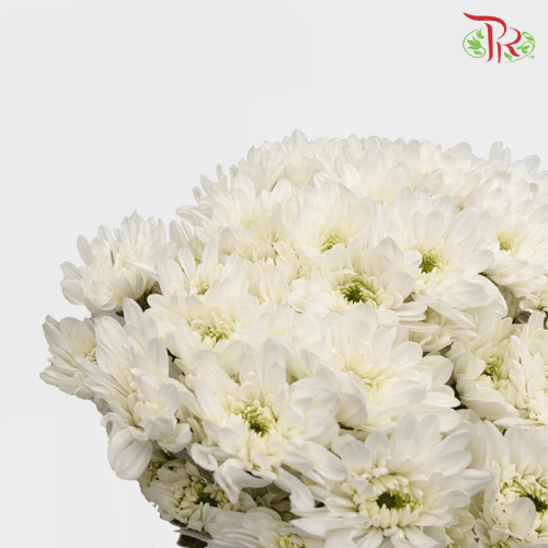 Chrysanthemum Pompom - Baltica White (12 Stems)-White-Malaysia-prflorist.com.my