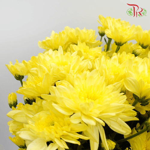 Chrysanthemum Pompom - Baltica Yellow (12 Stems)-Yellow-Malaysia-prflorist.com.my