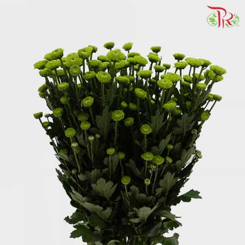 Chrysanthemum Pompom - Button Deligreen (12 Stems)-Green-Malaysia-prflorist.com.my