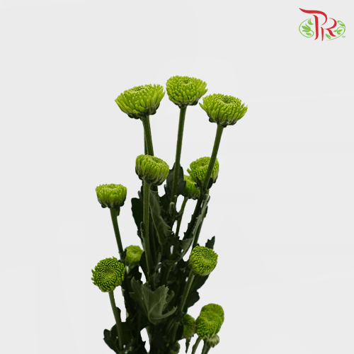 Chrysanthemum Pompom - Button Deligreen (12 Stems)-Green-Malaysia-prflorist.com.my
