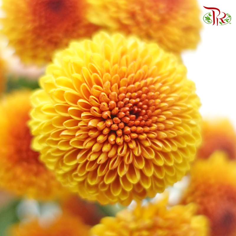 Chrysanthemum Pompom - Button Orange (12 Stems)-Orange-Malaysia-prflorist.com.my