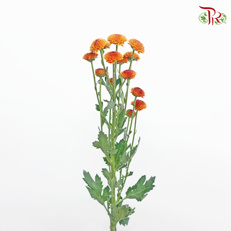 Chrysanthemum Pompom - Button Orange (12 Stems)-Orange-Malaysia-prflorist.com.my