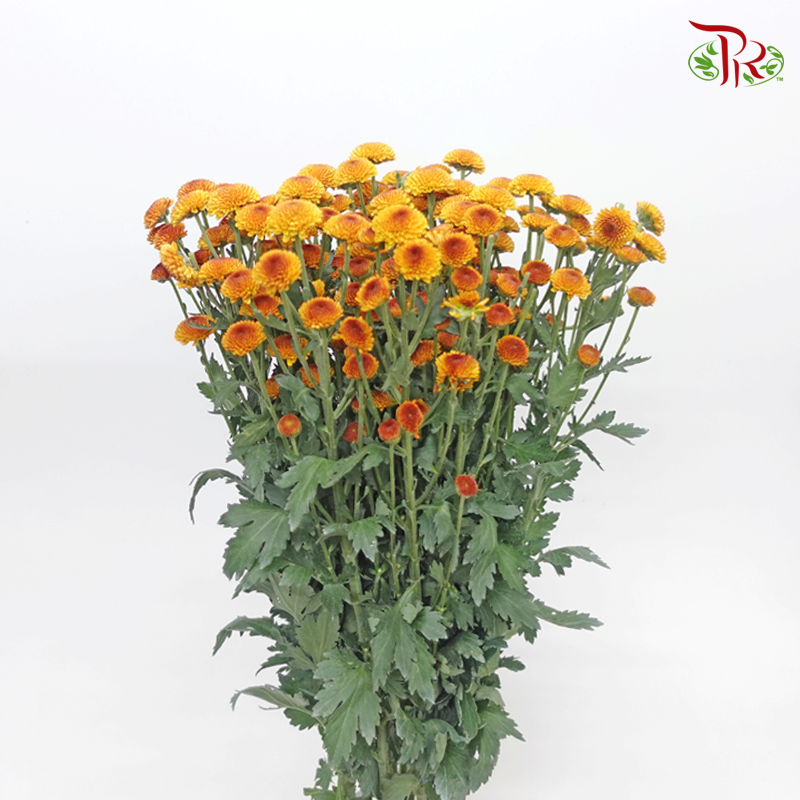 Chrysanthemum Pompom - Button Orange (12 Stems)-Orange-Malaysia-prflorist.com.my