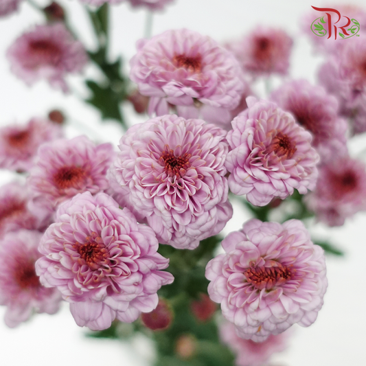 Chrysanthemum Pompom - Button Thistle Purple (12 Stems)-Purple-Malaysia-prflorist.com.my