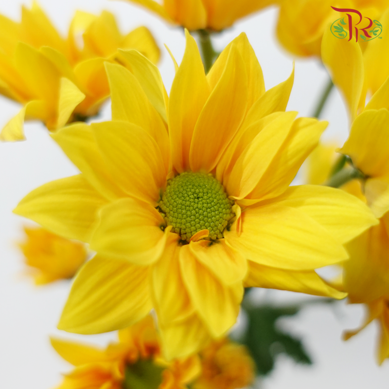 Chrysanthemum Pompom Cardenal - Sunny Yellow With Green Heart (12 Stems)-Gold With Green Heart-Malaysia-prflorist.com.my